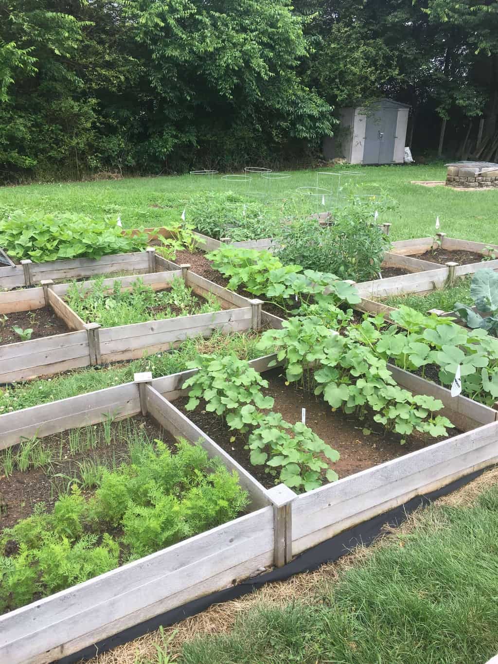 Save Money on Produce by Planting a Garden!