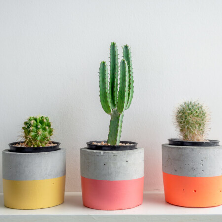 3 round succulent planters painted with neon colors