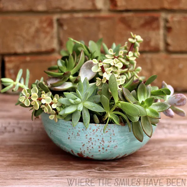 faux aged copper succulent planter made from a plastic bowl