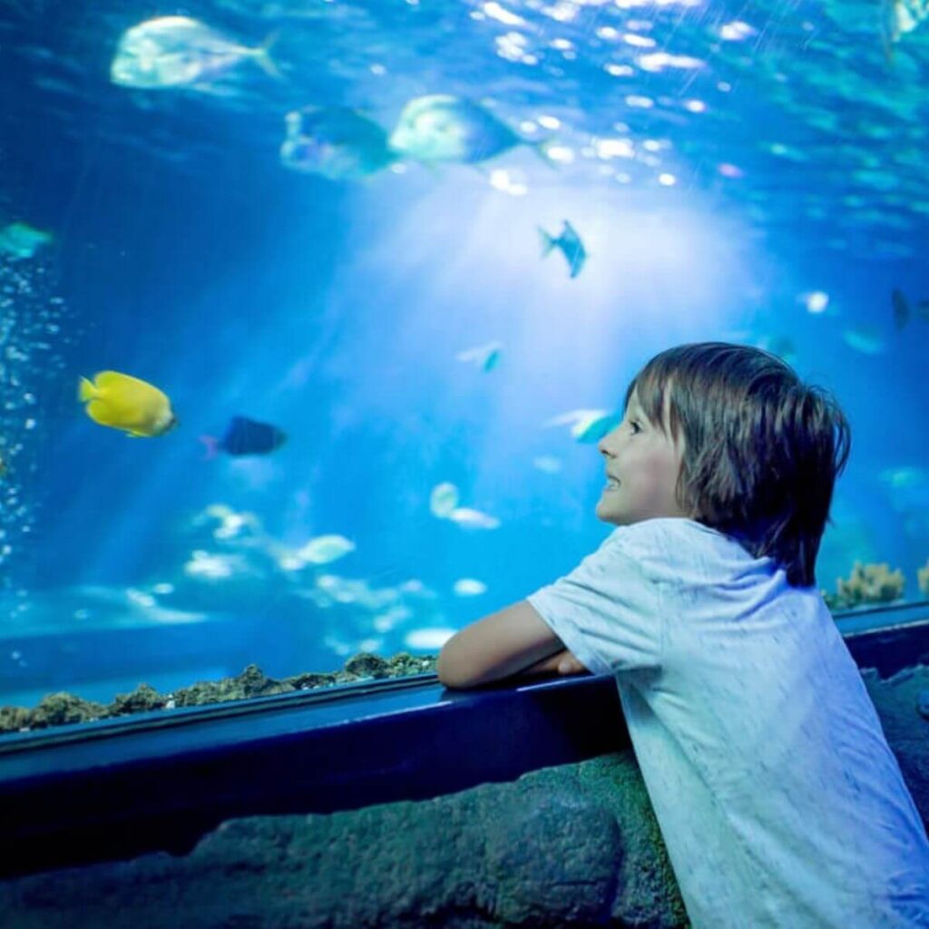 boy looking at fish at the aquarium