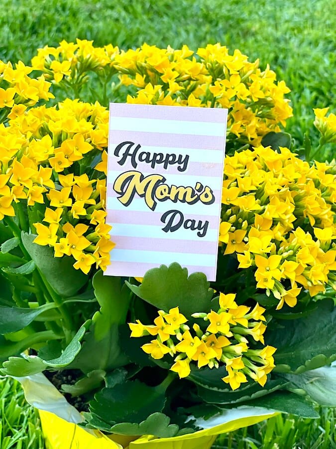 free printable mother's day gift tag used as a floral card in a potted plant